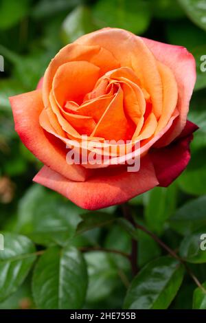 primo piano di rose arancioni in giardino Foto Stock