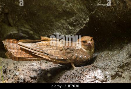 Oilbird (Steatornis caripensis) Foto Stock