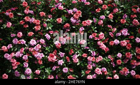 Sfondo rosa camellia saasnqua fiori Premium Foto 3D illustrazione Foto Stock