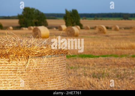 Seminare campo di grano con paglia arrotolata in rotoli. Foto Stock