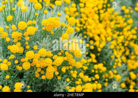 Fiori decorativi di tansy giallo su un letto di fiori. Foto Stock