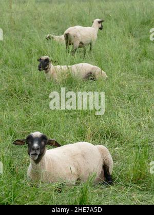 Caratterizzati dal loro volto nero distintivo e dall'espressione curiosa, le pecore di Suffolk incarnano il quieto fascino della vita pastorale. Foto Stock