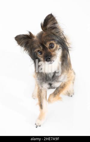 Ritratto di un carino cane seduto e sollevando una zampa e inclinando la sua testa. Cane di razza multipla. Foto Stock