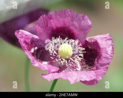 Oppio Poppy Papaver somniferum con petali viola di lavanda in un giardino Foto Stock