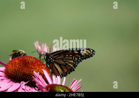 Bumblebee e Monarch Butterfly sulla testa di fiore di Echinacea rosa, impollinating, foto di scorta selettiva di fuoco, ape di Bumble in un giardino su un Coneflower Foto Stock