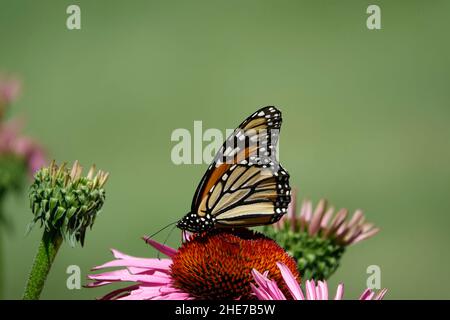 Bella farfalla Monarch su testa di fiore rosa Echinacea, impollinando, fuoco selettivo Stock Photo, farfalle in un giardino atterraggio su Coneflower Foto Stock