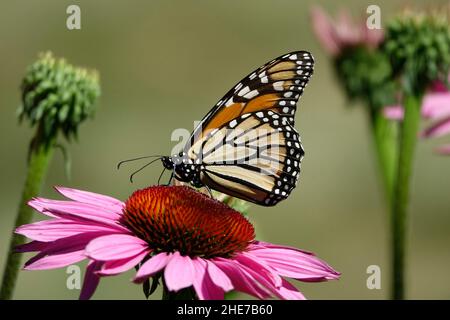 Bella farfalla Monarch su testa di fiore rosa Echinacea, impollinando, fuoco selettivo Stock Photo, farfalle in un giardino atterraggio su Coneflower Foto Stock