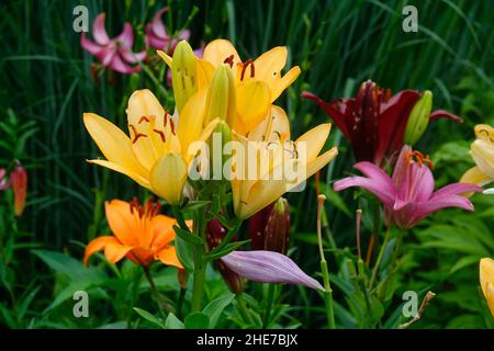 Gruppo di gigli ibridi colorati in un giardino, combinazione di giglio giallo di Menorca di Peach, giglio di Brunello arancione, giglio di Borgogna, giglio rosa, piccolo fantasma Foto Stock