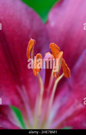 Primo piano di un giglio rosa con petali di magenta e rosa scuro chiamato anche Tiny Ghost Lily Micro Photography Foto Stock