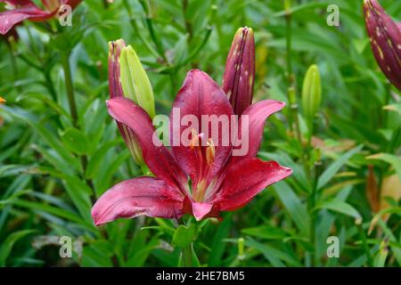 Gigli rosa con petali a forma di trumpetta di magenta e rosa scuro e germogli nuovi, chiamati anche Tiny Ghost Lily in un giardino con sfondo verde Foto Stock