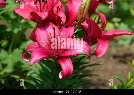 Un grappolo di gigli rosa con petali a forma di tromba magenta e rosa scuro e germogli nuovi, chiamato anche Tiny Ghost Lily Foto Stock