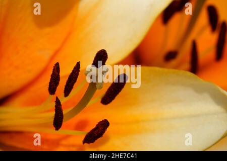 Primo piano White and Orange Lily Creamy Orange Center con tappeto di stamino scuro punte bianche petali morbidi arancioni Micro Fotografia Spring Garden Foto Stock