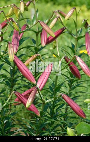 Un grappolo di germogli nuovi che fioriscono, bue rosa scuro grande, gigli di Magenta inoltre hanno denominato il giglio del fantasma piccolo in un giardino pronto per fiorire in inizio estate Foto Stock