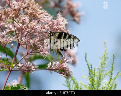Una bellissima farfalla tigre orientale atterra con grazia su un grappolo di fiori di Joe Pye. Foto Stock