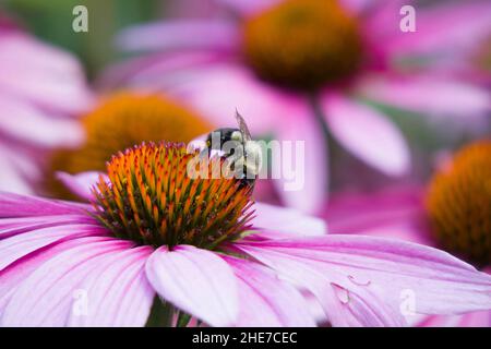 Bumblebee e testa di fiore di Echinacea rosa, impollinating, foto di scorta selettiva di fuoco, ape di Bumble in un giardino che alimenta su un Coneflower Foto Stock