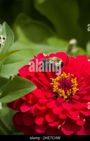 Bumblebee sulla profusione Zinnia Zahara Double Hot Cherry Flower Head Dark Pink petals, Yellow Seeded Pollen attrae Bees a in a Garden, Selective Focus Foto Stock