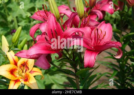 Un grappolo di gigli rosa con petali a forma di trumpet magenta e boccioli nuovi, chiamato anche Tiny Ghost Lily accanto a una Viva la Vida gialla e rossa Foto Stock