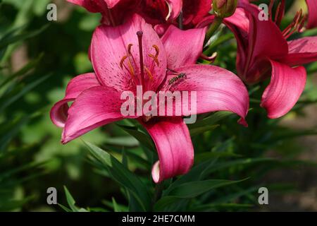 Una Bee si siede su un giglio rosa con petali a forma di trumpetta di magenta e rosa scuro, chiamati anche Tiny Ghost Lilies, Micro Photography Up Close petali perfetti Foto Stock