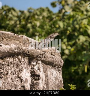 Colpo verticale di un'iguana blent in con una superficie rocciosa contro un albero a Cozumel, Yucatan, Messico Foto Stock