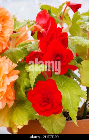 Begonia rossa, Begonie Tuberous rosse profonde, chiamate anche non-Stop, petali rossi doppi, Roseform, Rosso Ruffled, Fiori in vaso verticali Foto Stock