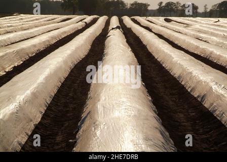 Spargelfeld mit Folie | campo di asparagi ricoperto di foil Foto Stock