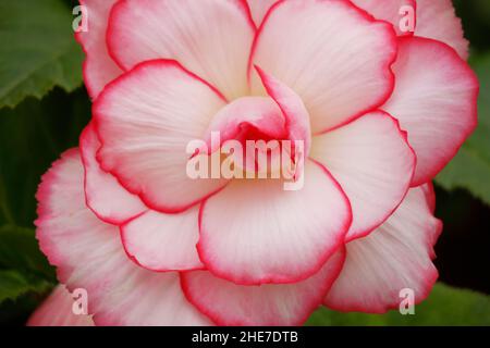 Bianco e rosa tenue Picotee Begonia tuberi, su Close Begonias con bordi rosa scuro contorno, Double Blossoms, Rose-like Flowers, Tuberhybrida, Micro Foto Stock