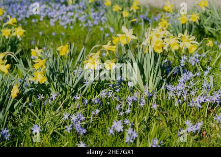 Frühlings-Impression im Berggaten, Scilla und Osterglocken, Hannover, Niedersachsen, Deutschland, Europa | impressione in primavera nel Berggaten, Foto Stock