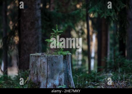 Piccolo albero che cresce da un vecchio ceppo di albero Foto Stock