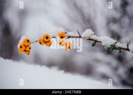 Bacche arancioni di piracantha fuoco coperto con neve sfondo invernale Foto Stock