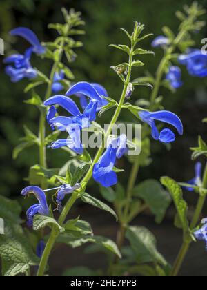 Salvia blu, Salvia patens Foto Stock