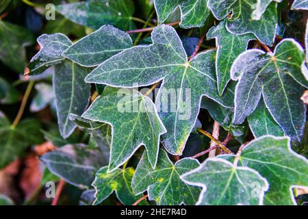 Foglie di edera verde glassato (Hedera Helix) Foto Stock