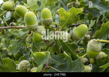 Stieleichel (Quercus robur) Foto Stock