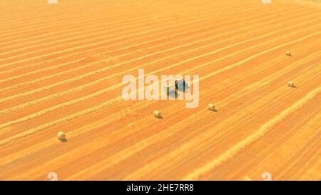 Trattore con rotopressa Hay per comprimere una paglia di fieno e grano tagliata e rastrellato in balle cilindriche compatte su campo asciutto giallo: Colpo di vista con drone aereo. Produzione di balle di fieno con rotopressa di fieno con macchinari agricoli. Foto Stock