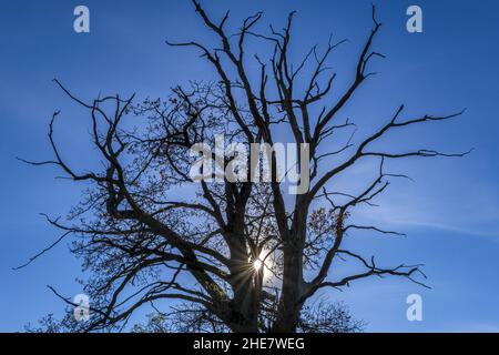 Il sole splende attraverso un albero, cielo blu Foto Stock