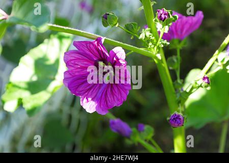 Fiori viola vibranti su una pianta di Hollyhock Foto Stock