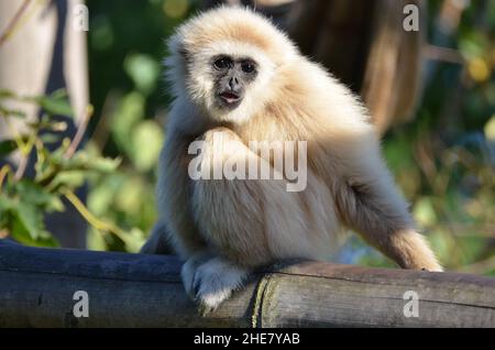 Carino gibbon lar è seduto su un albero Foto Stock