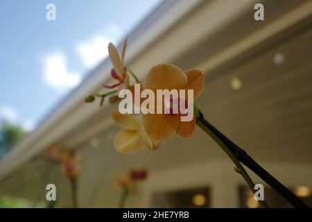 Primo piano di un'orchidea gialla in un centro commerciale a Poipu in Kauai nel mezzo dell'Oceano Pacifico Foto Stock