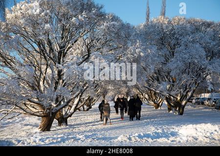 Persone che passeggiavano sotto gli alberi innevati in una giornata invernale soleggiata a Munkkiniemen ranta, Helsinki, Finlandia Foto Stock