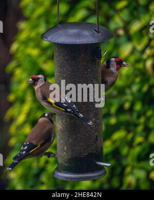 Tre Goldfinches europei (Carduelis Carduelis) arroccati su un alimentatore di uccelli riempito di seme Niger. Foto Stock