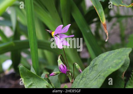 Primo piano dei petali di fiori su una pianta di primula Foto Stock