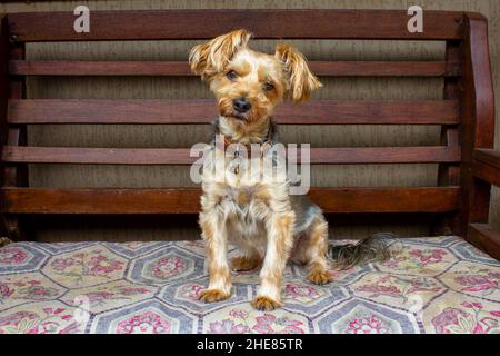 Yorkshire Terrier seduto su una panca con un cuscino multicolore. Lo Yorkie sta guardando avanti. Foto Stock