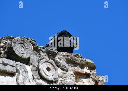 Avvoltoio nero, avvoltoio nero americano, Rabengeier, Coragyps atratus brasiliensis, hollókeselyű, Uxmal, Messico, Nord America Foto Stock