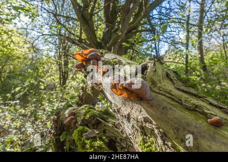 Jelly Ear funghi Auricularia auricula-judae (Auriculariaceae) anche chiamato orecchio di ebreo, orecchio di legno, crescendo su albero decadente. Herefordshire, febbraio 2021. Foto Stock