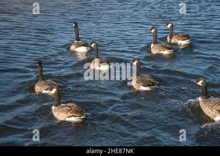 Gregge di oche canadesi (Branta canadensis) sul fiume Trent a Newark sul Trent Inghilterra UK. Settembre 2021, Foto Stock