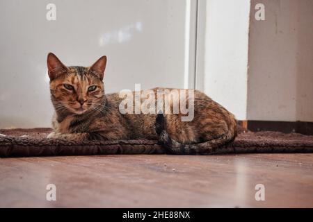 Carino marrone tabby gatto domestico che giace su un piccolo tappeto a casa Foto Stock