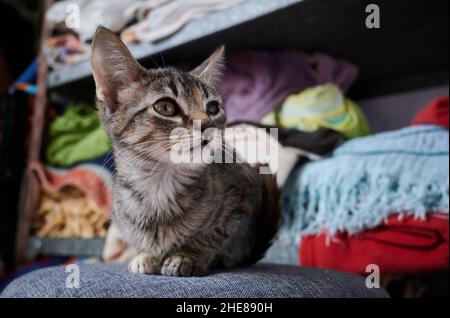 Un gatto simpatico tabby che staring a distanza mentre si siede sulla sedia a casa Foto Stock