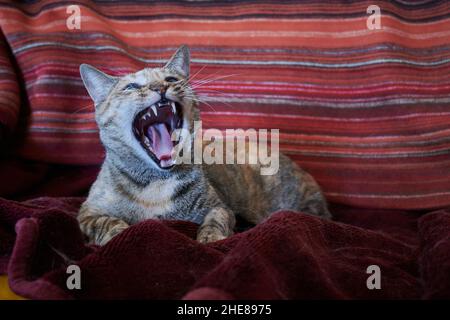 Carino tabby gatto domestico yawning con la bocca larga aperta mentre si trova sul divano Foto Stock