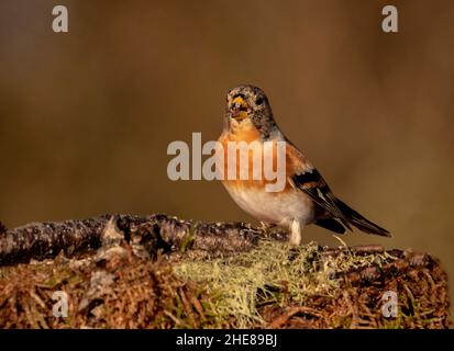 Brambling foraging Foto Stock