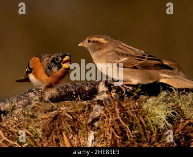 Brambling foraging Foto Stock