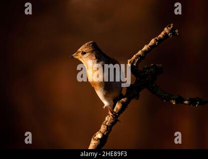 Brambling foraging Foto Stock